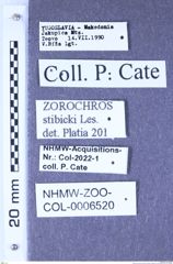 Etikette zu Zorochros (Zorochros) stibicki (Leseigneur, 1970) (NHMW-ZOO-COL-0006520)